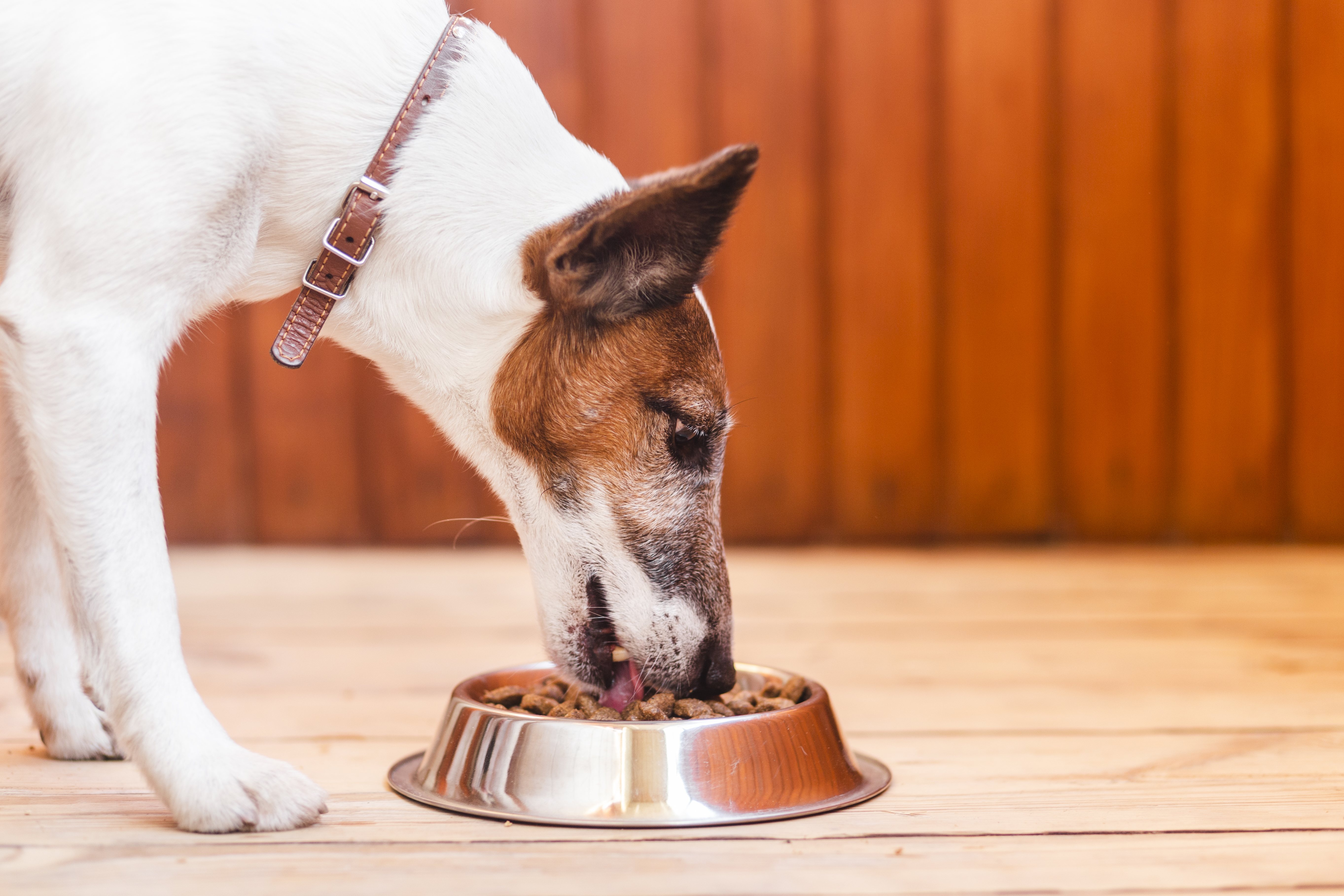 Una dieta equilibrada es fundamental para cuidar la salud de tu mascota