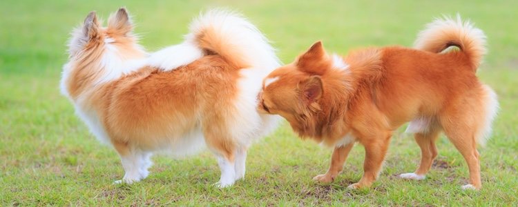 Es importante distinguir entre comportamientos naturales de los perros y principios de satiriasis