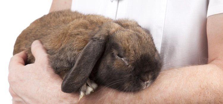 La mixomatosis hace que se inflame el cuerpo del conejo