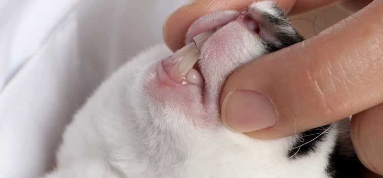 El sobrecrecimeinto dental se puede solucionar limando los dientes de tu mascota