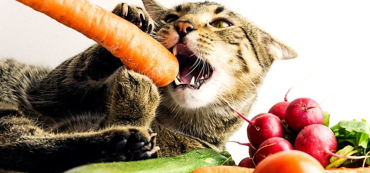 No todas las frutas y verduras son buenas para los gatos