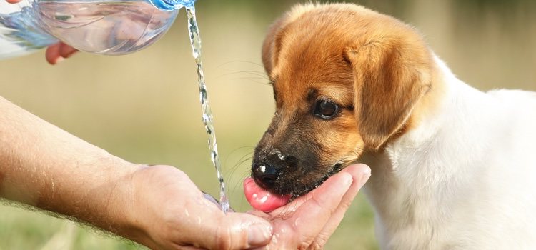Tu perro siempre debe tener agua disponible