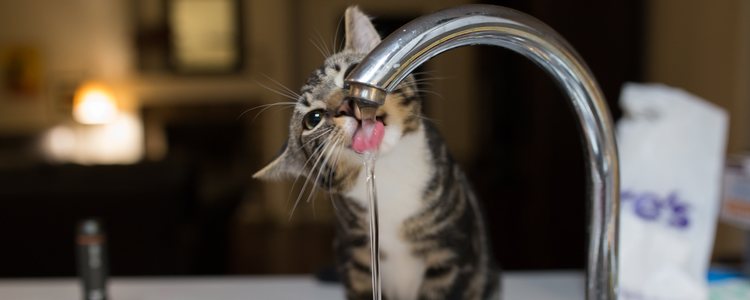 Es importante que el gato pueda hidratarse siempre con agua fresca