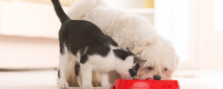 Hay que hablar con el veterinario para conocer cuál es la alimentación que beneficia a tu mascota