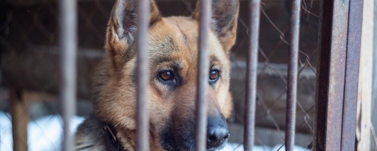 No existe todavía en España una ley que pueda garantizar la protección de los derechos de los animales
