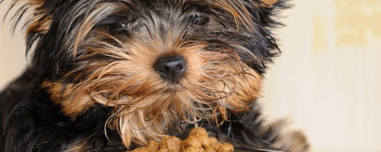 Los perros pequeños necesitan nutrientes de la más alta calidad