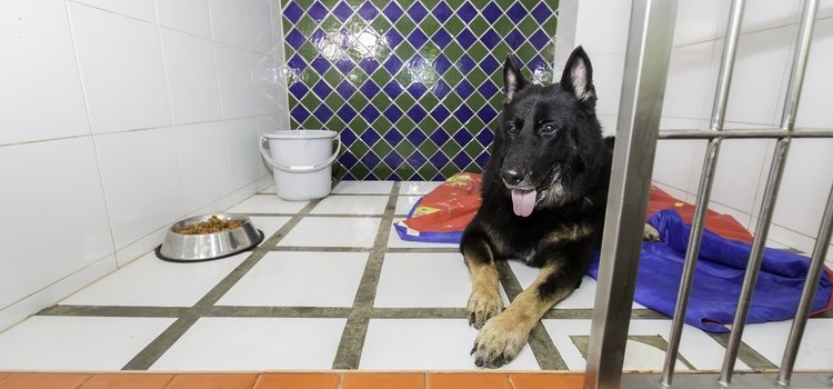El hotel para perros ofrece habitaciones individuales y el animal no está enjaulado