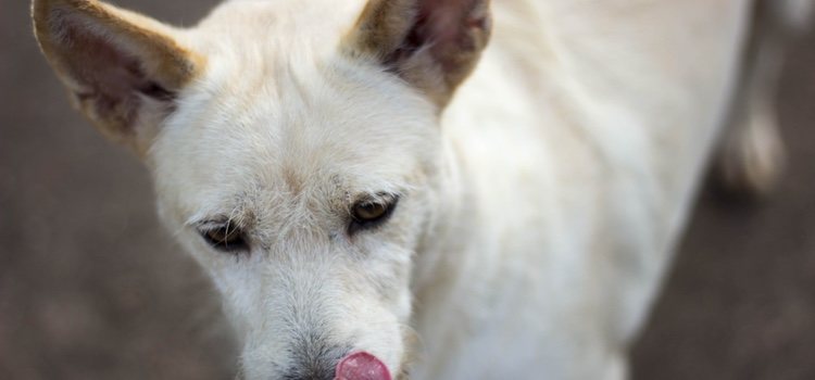 El Can de Palleiro se caracteriza por tener las orejas puntiaguas y el hocido alargado