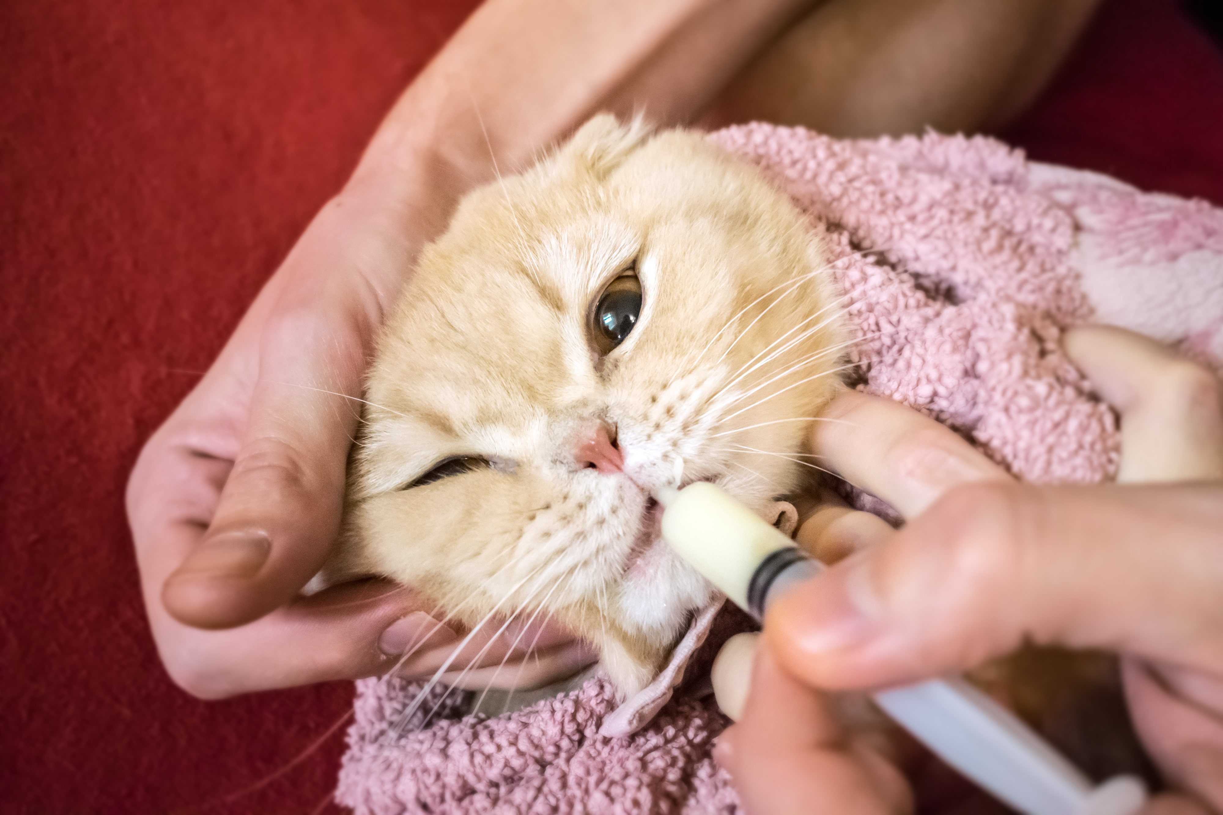 La mejor manera de prevenir que nuestro gato se intoxique con medicación humana es dejarla fuera de su alcance