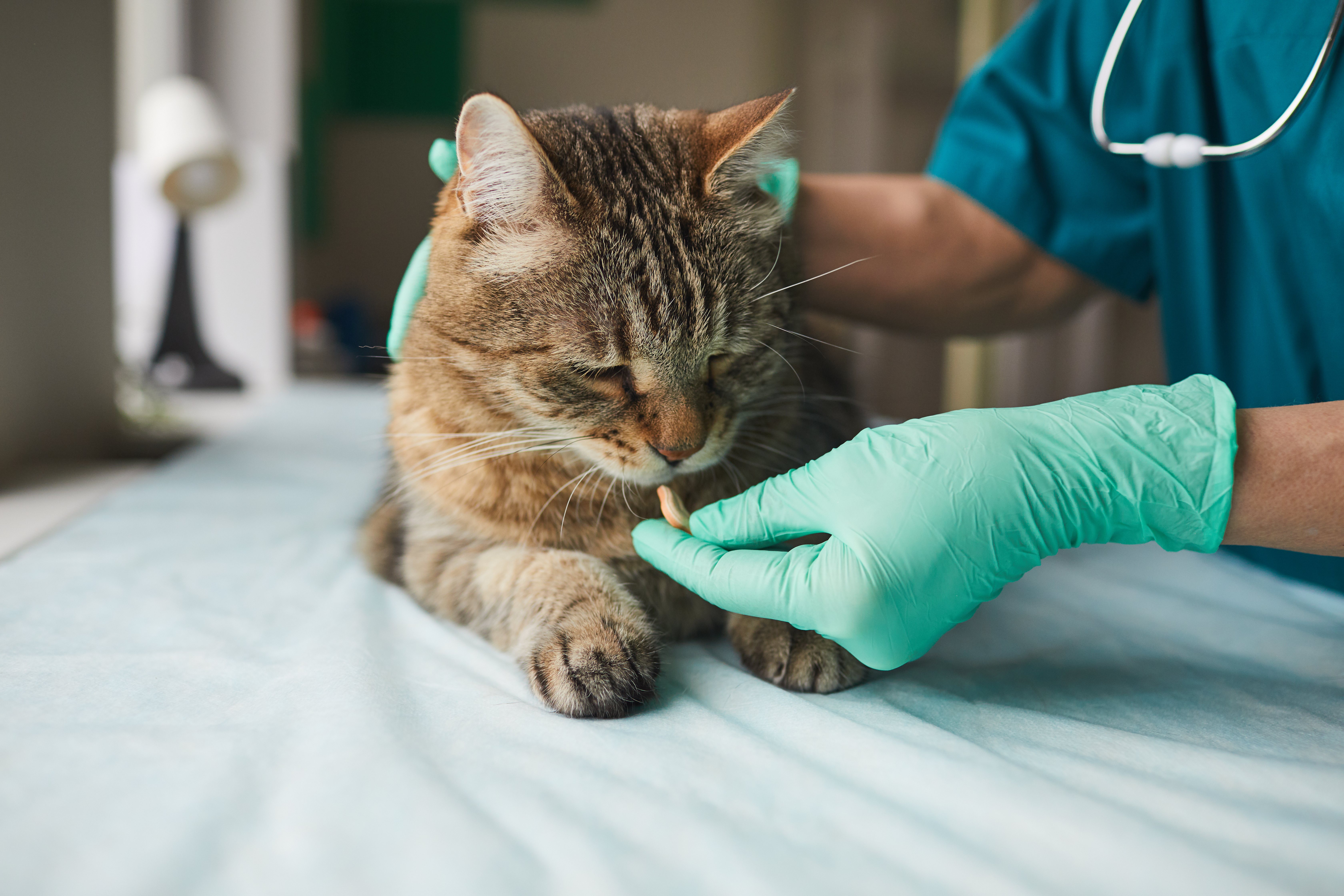 Hay muchos síntomas que nos pueden indicar que nuestro gato se ha intoxicado como por ejemplo la pérdida de apetito o diarreas