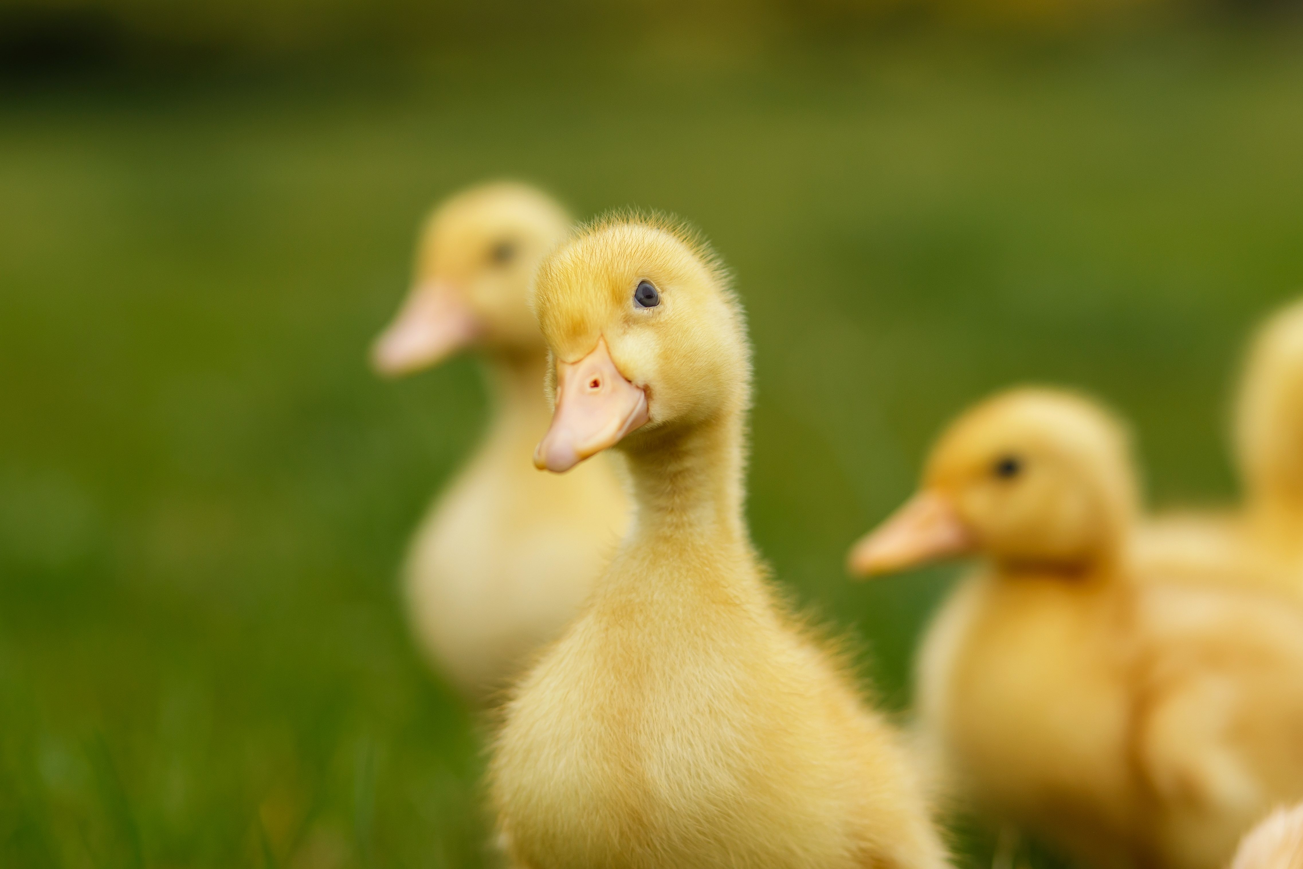 Los patos pueden padecer diferentes enfermedades que hay que frenar