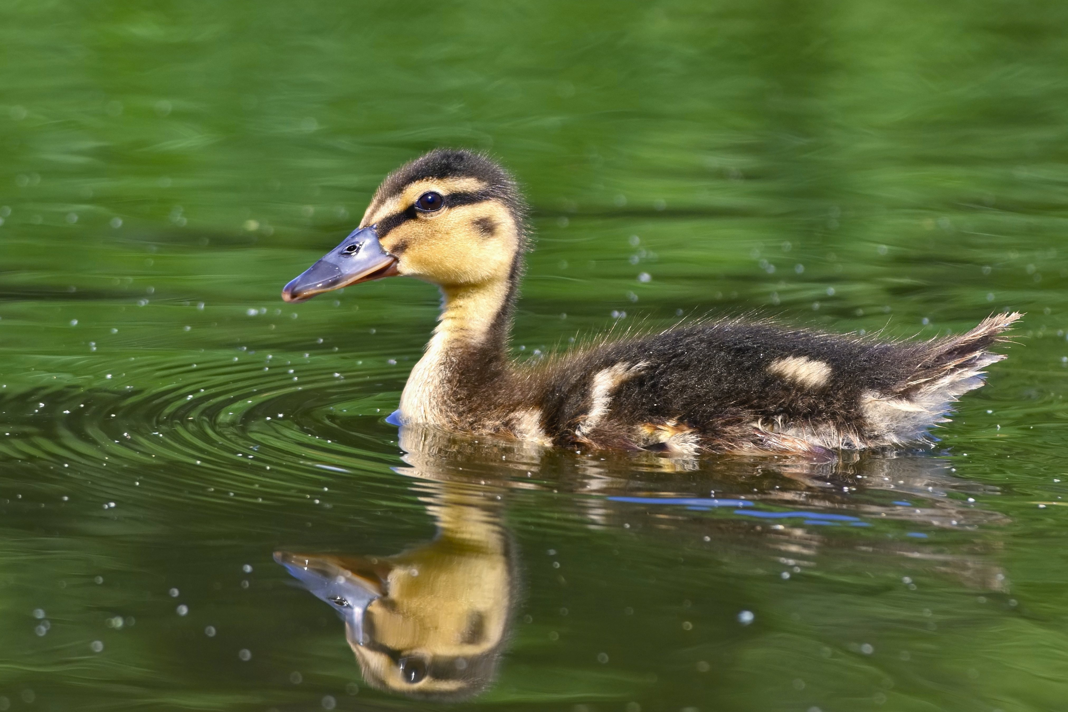 Lameness or lice can be two diseases of ducks