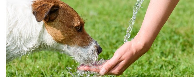 Procura que tu perro esté siempre hidratado, lleva siempre agua contigo en durante los paseos