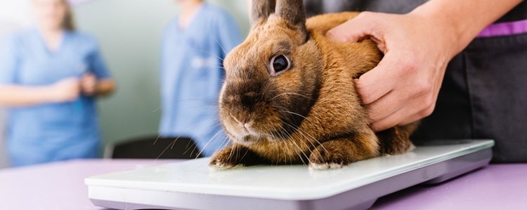 El veterinario controlará el peso de tu mascota