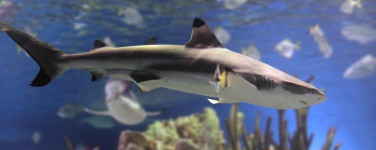 Los tiburones son una especie exótica y para cuidarlos es necesario tener ciertos conocimientos