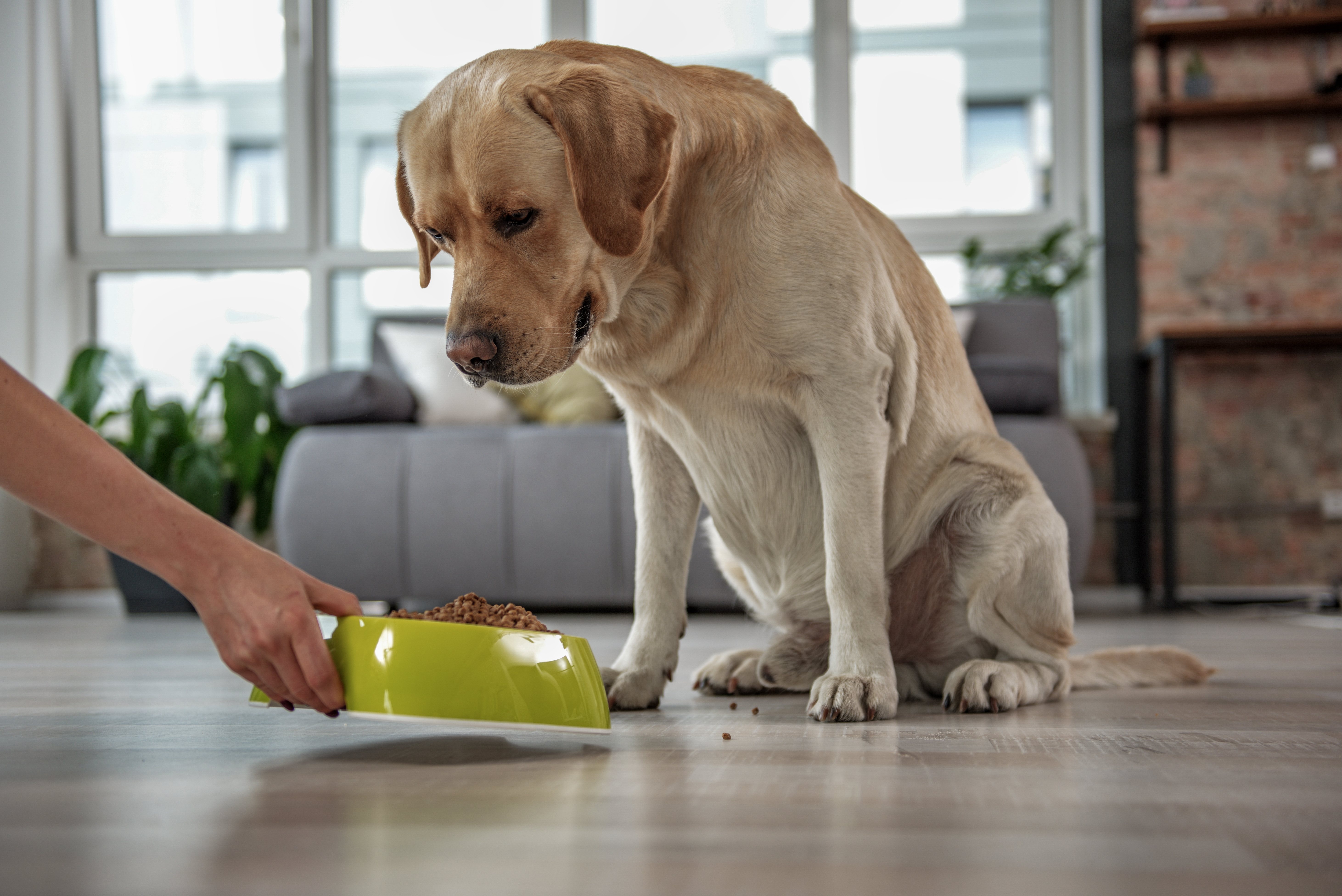 Cuidar la alimentación de tu perro es algo fundamental