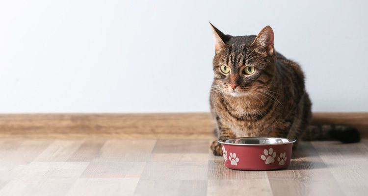 Кошки всегда должны иметь доступ к еде и воде.
