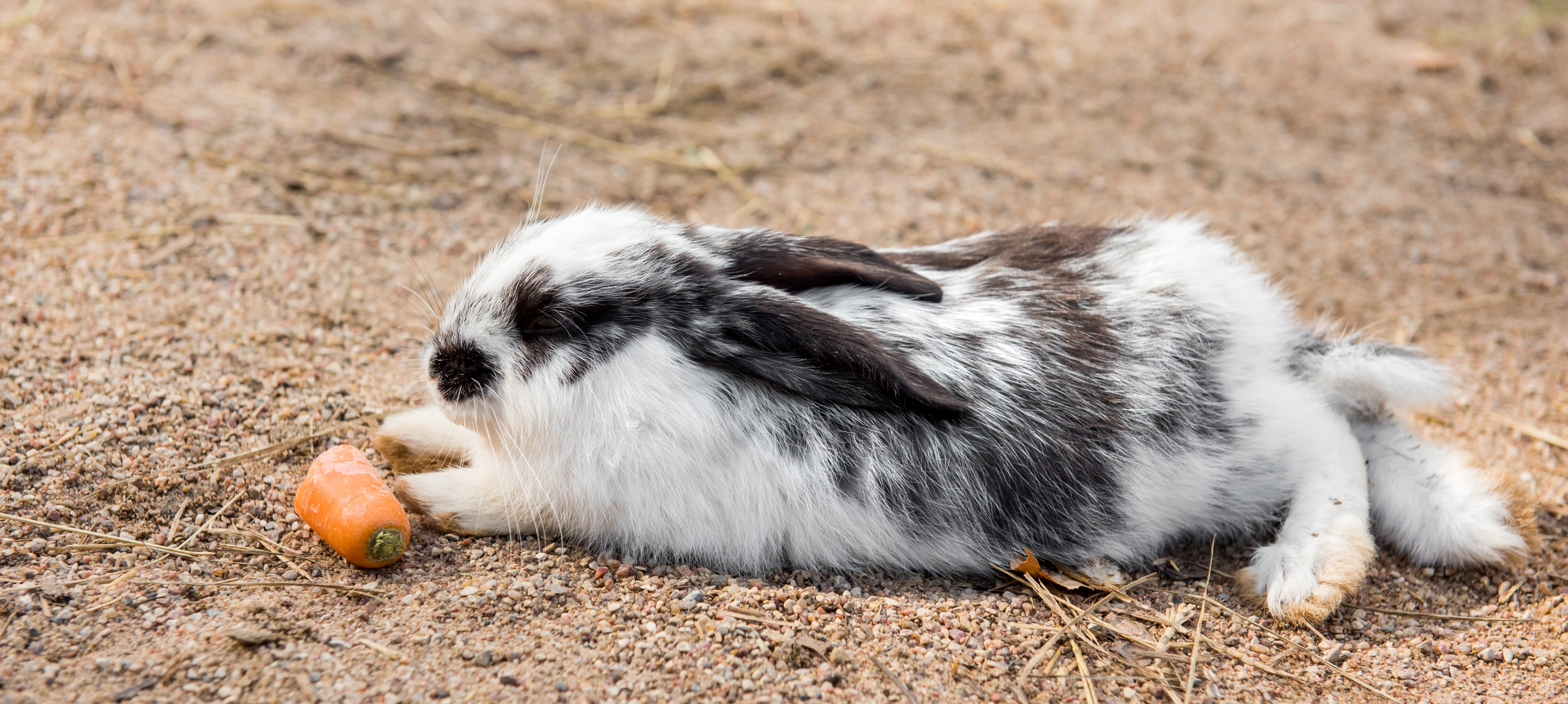 Сено является ключевым элементом в кормлении кроликов.