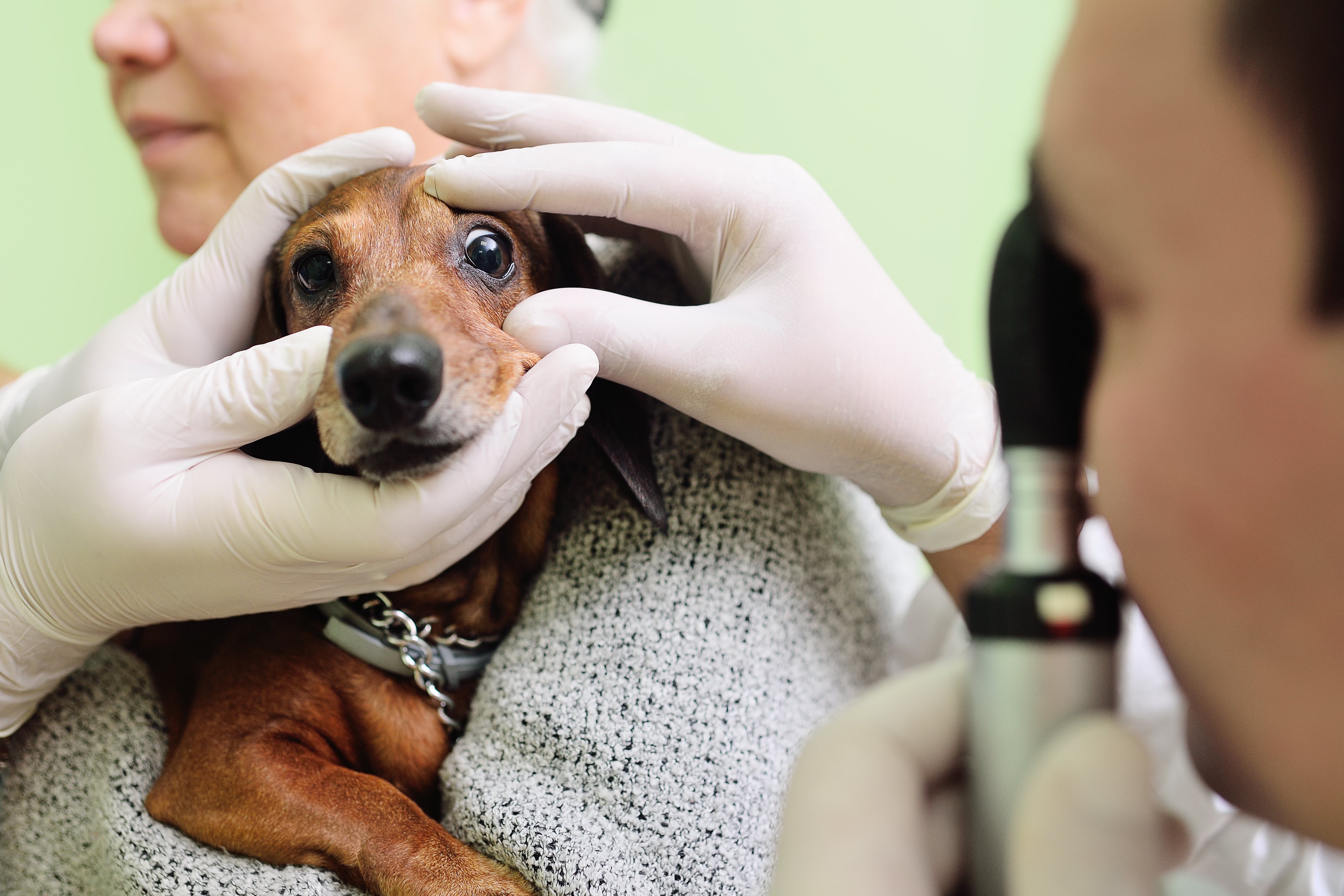 Los perros pueden tener úlceras corneales que hay que controlar