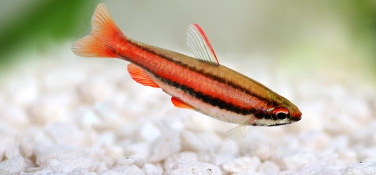 The red pencil fish has a very bright color.