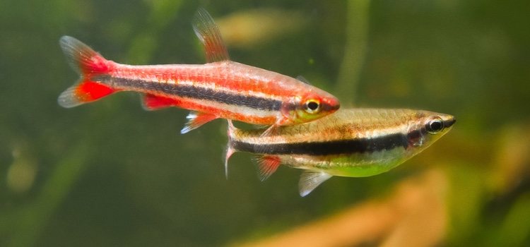 Los peces lápiz rojos tienen que estar en comuna en el acuario