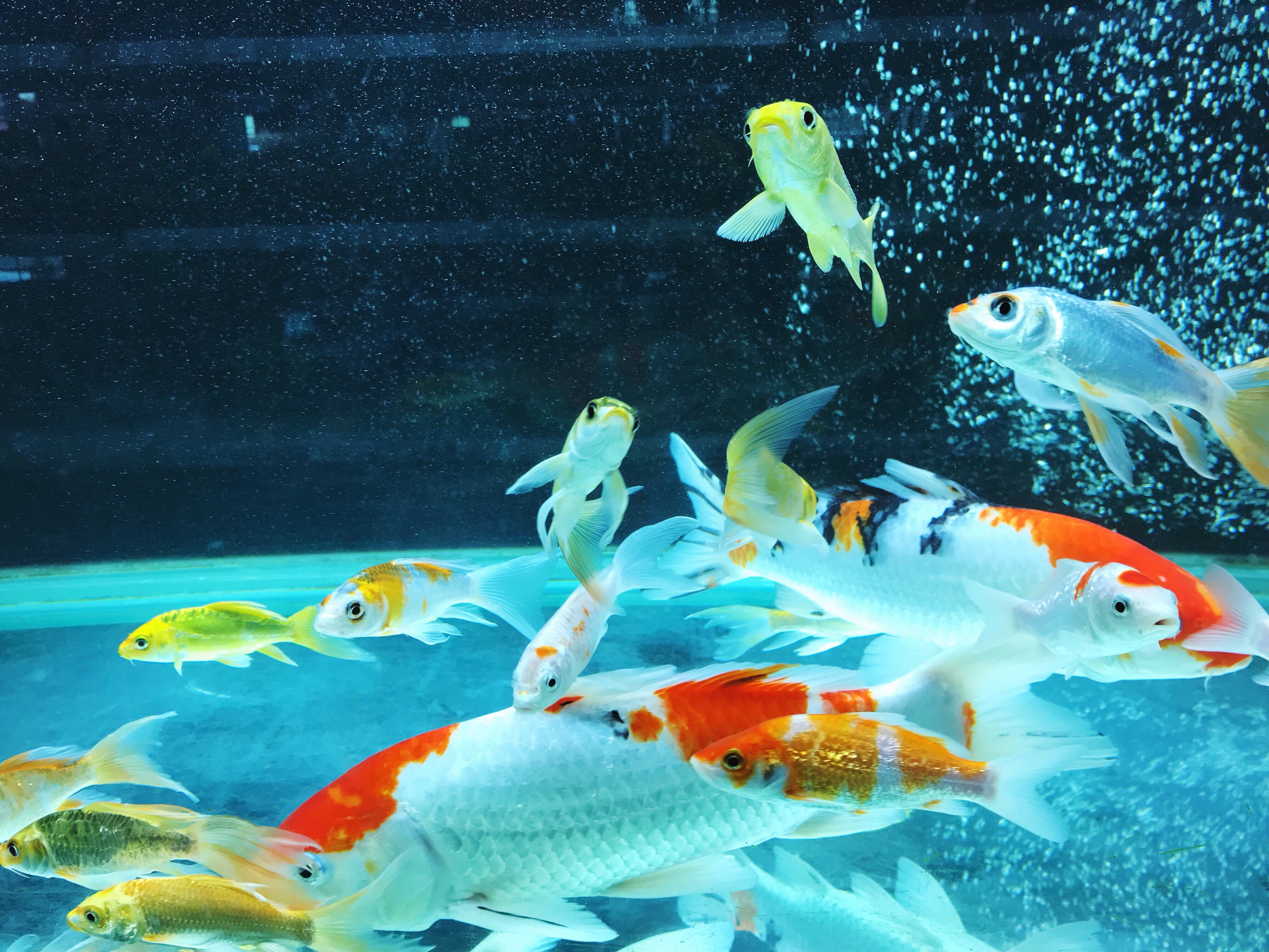 There are several options for cleaning aquarium water.