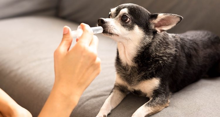 Son varios los medicamentos que pueden envenenar a tu mascota