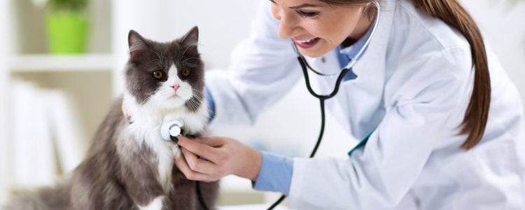 Automedicar a tu gato puede ser mortal, acude a un especialista