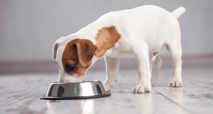 Las raciones de comida más pequeñas son mejores para los perros con diabetes