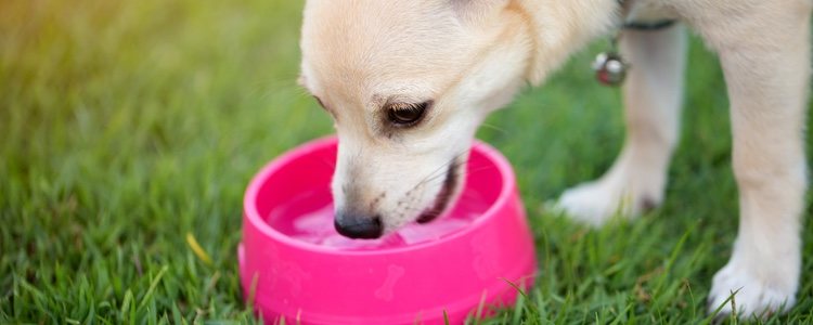 Hay distintos factores que podrían afectar a la necesidad de hidratación del perro