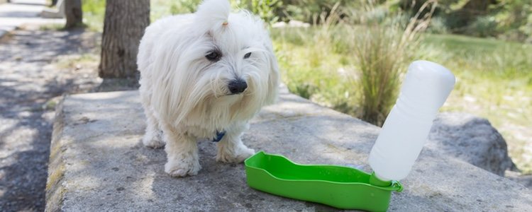 Una de las opciones para que el perro beba más agua es llevar un bebedero portátil