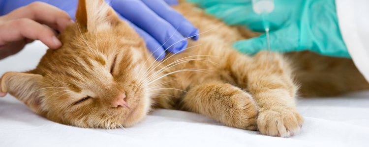 La diabetes en gatos afecta a 15.000 ejemplares