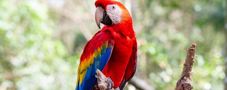 El Guacamayo rojo o aliverde destaca por su cabeza y cuello rojos
