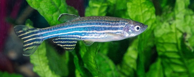 Danios family fish are very easy to care for.