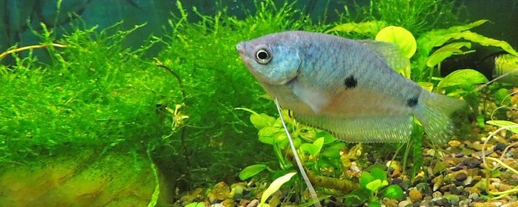 Blue gourami may become antisocial over time