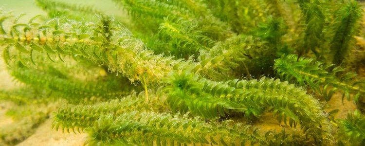 Java moss is the best plant for beginners