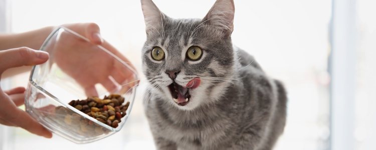 la alimentación que elijas para tu gato es muy importante
