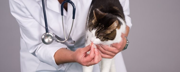 With the help of a first aid kit, you can quickly help your cat and then take him to the veterinarian.