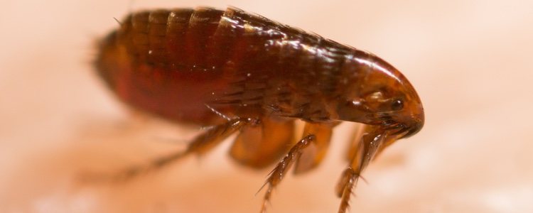 Las pulgas producen molestias en tu mascota y se alimentan de su sangre