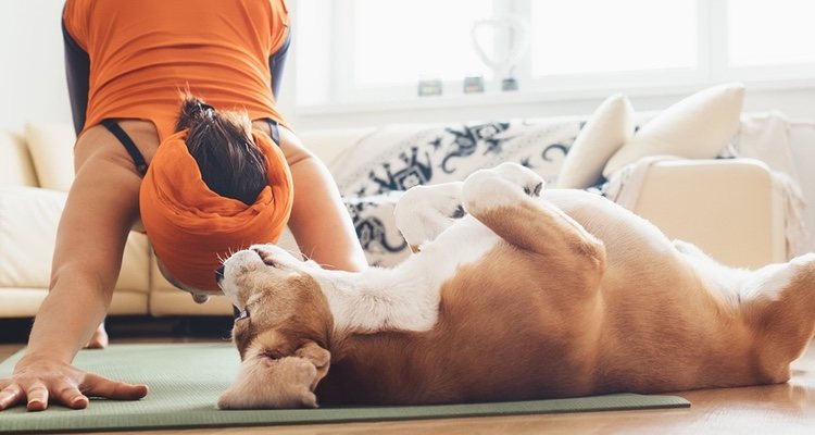 Йога для собак очень полезна для животных и людей