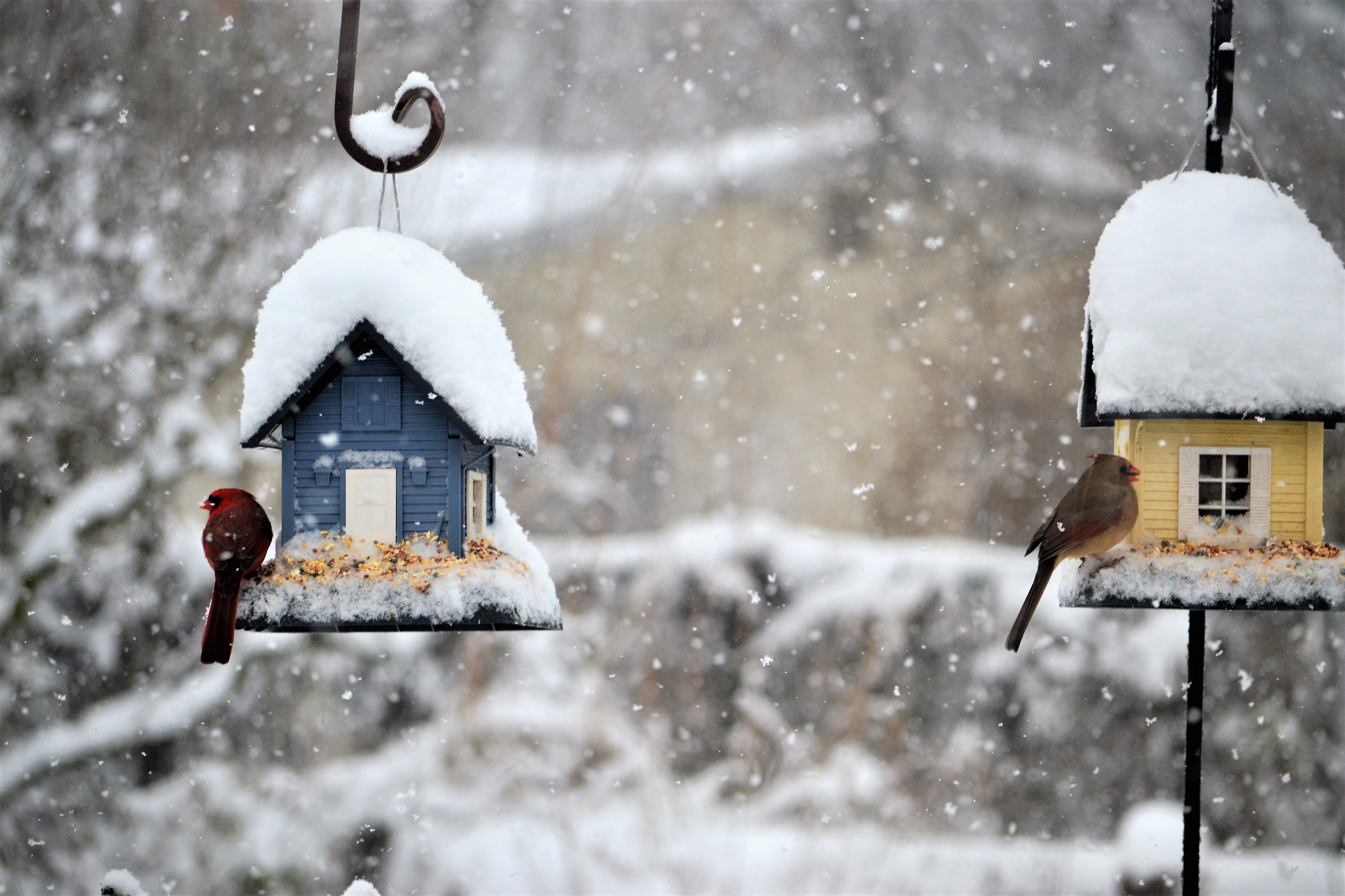 There are ways to tell if your bird is cold and if you need to take action.