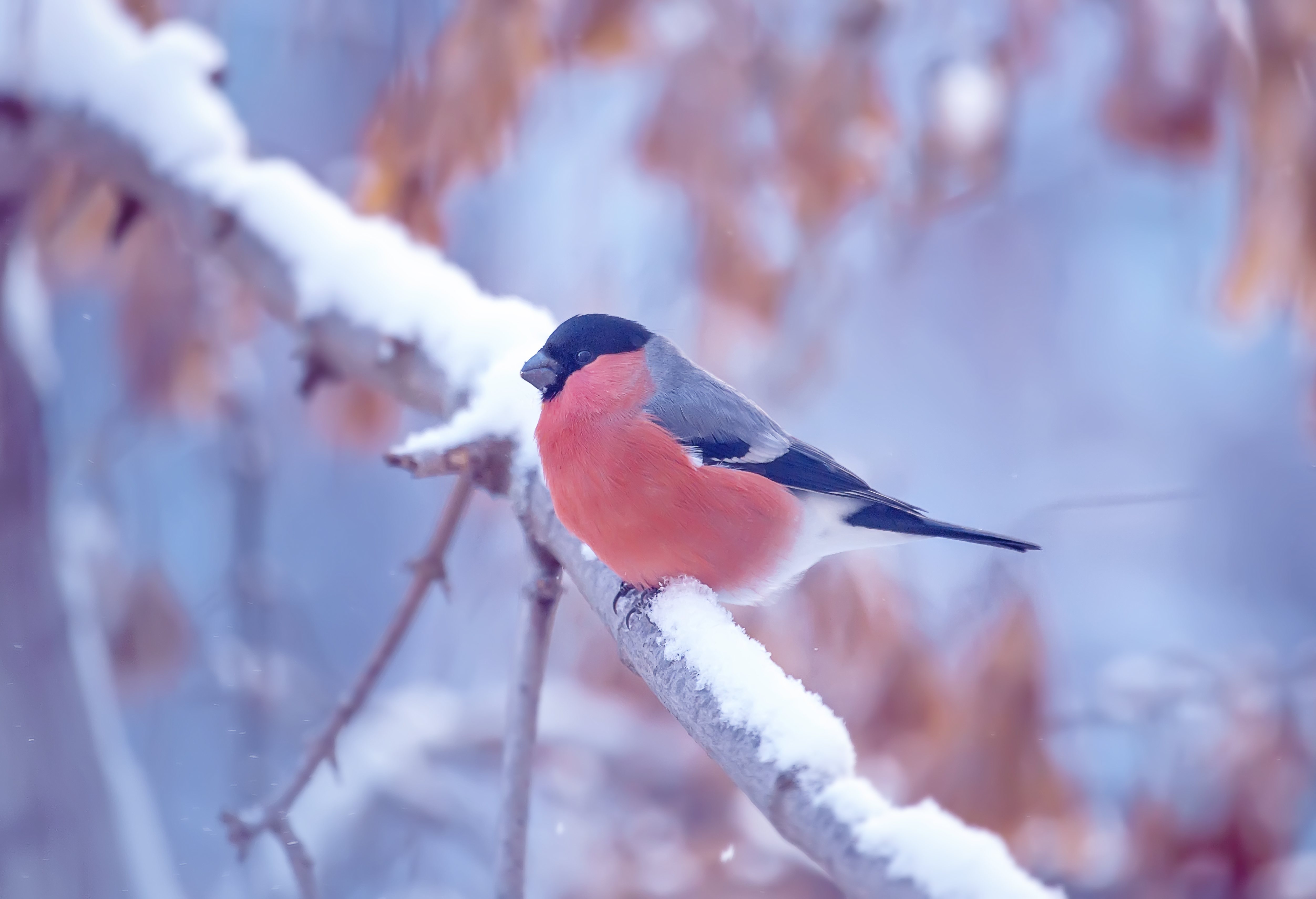 If you follow these tips, you will surely ensure that your bird does not catch a cold.