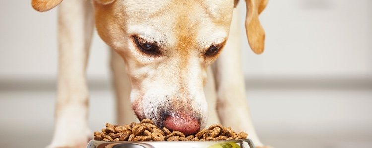 Para modificar la dieta de un perro se debe tener en cuenta su edad, su tamaño y su raza