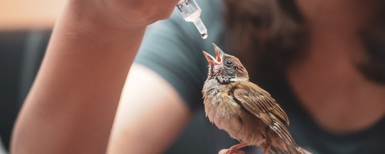 Birds should be treated by a veterinarian who specializes in exotic animals.