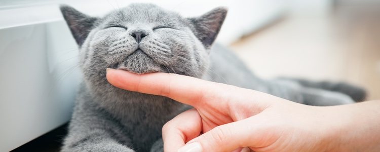 Autistic children who have cats are happier