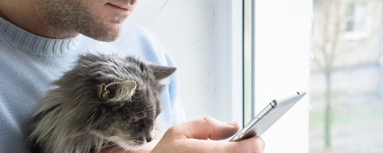 Watching videos of cats also evokes positive emotions.