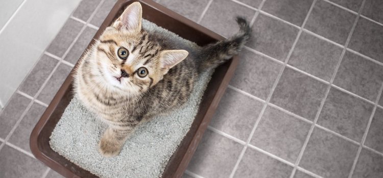 Hay gatos sin hogar que están deseando que le acojas en tu casa