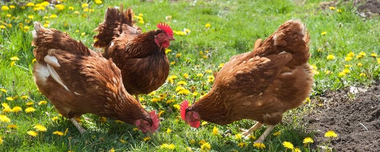 La comida de las gallinas debe aportales grasas e hidratos de carbono