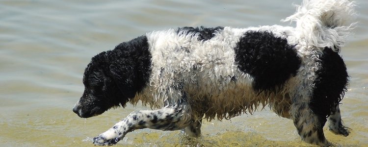 El Wetterhoun o perro de agua frisón se distingue por ser blanco con manchas negros