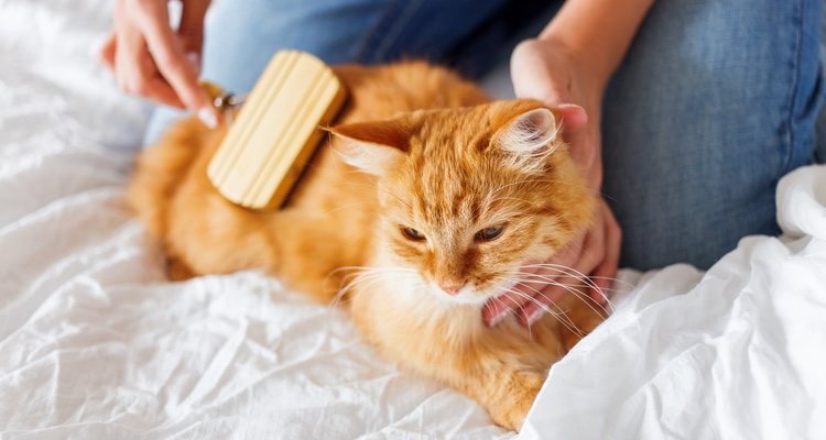Massaging your pet will help improve blood circulation.